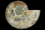 Agatized Ammonite Fossil (Half) - Madagascar #88186-1